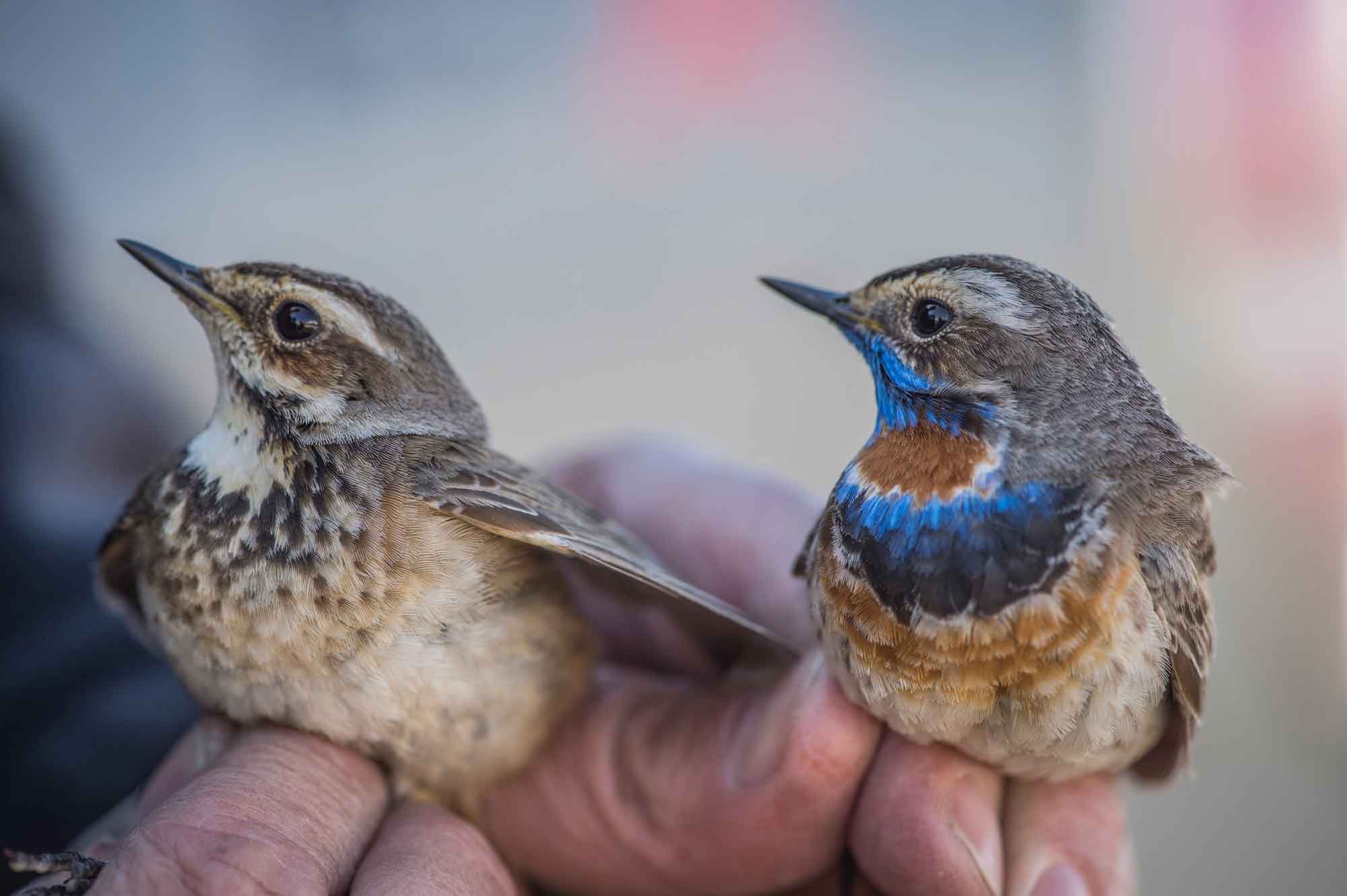 Bluethroat