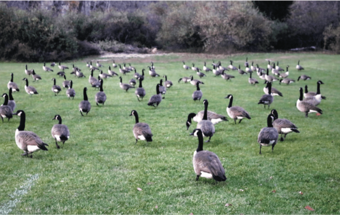 jacob-waring-geese-photo