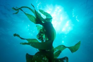 giant kelp; Project Blue photo