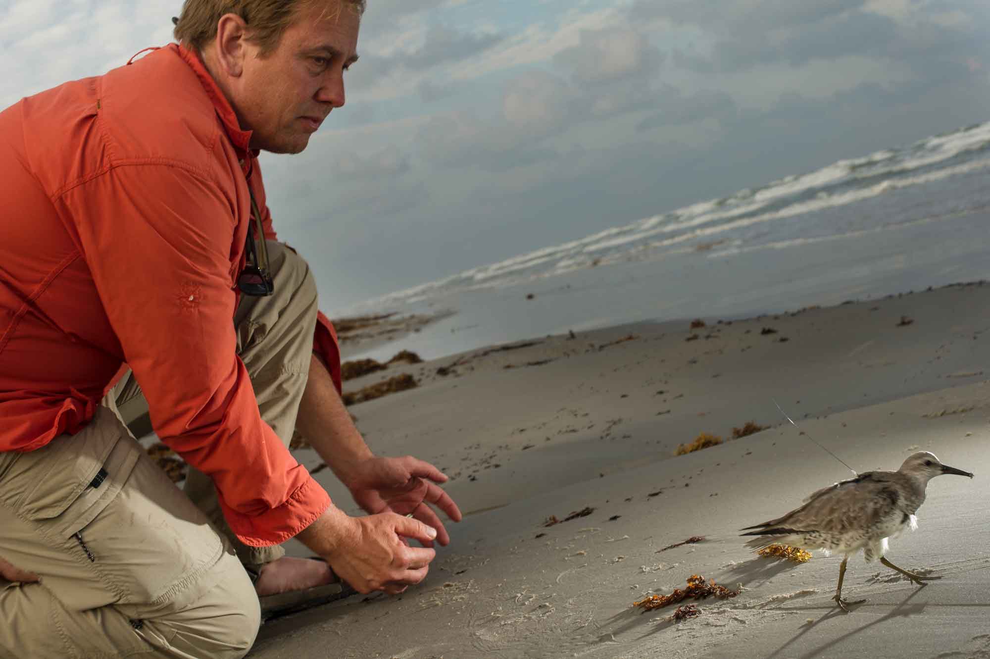 Peter Marra, '85, on shoreline releasing bird with tracking device back to the wild.
