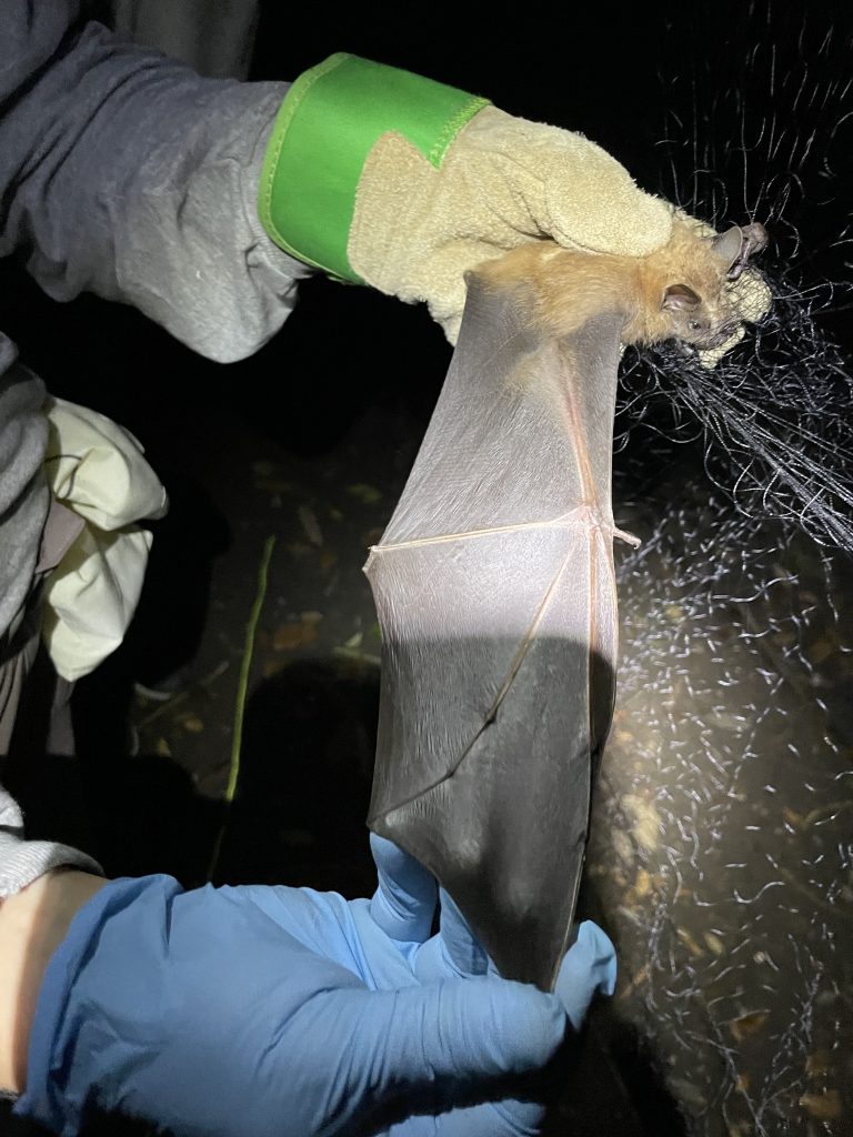 With gloved hands, a researcher gently stretches a bat's wing to remove it from the mist net.