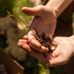 Ball root of an American Chestnut Tree