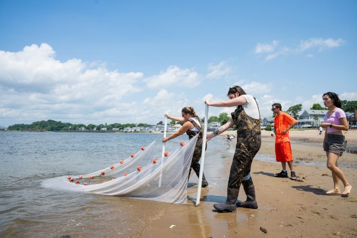 Students wearing waders use a large seine net to collect samples in shallow coastal waters while others observe from the shoreline.