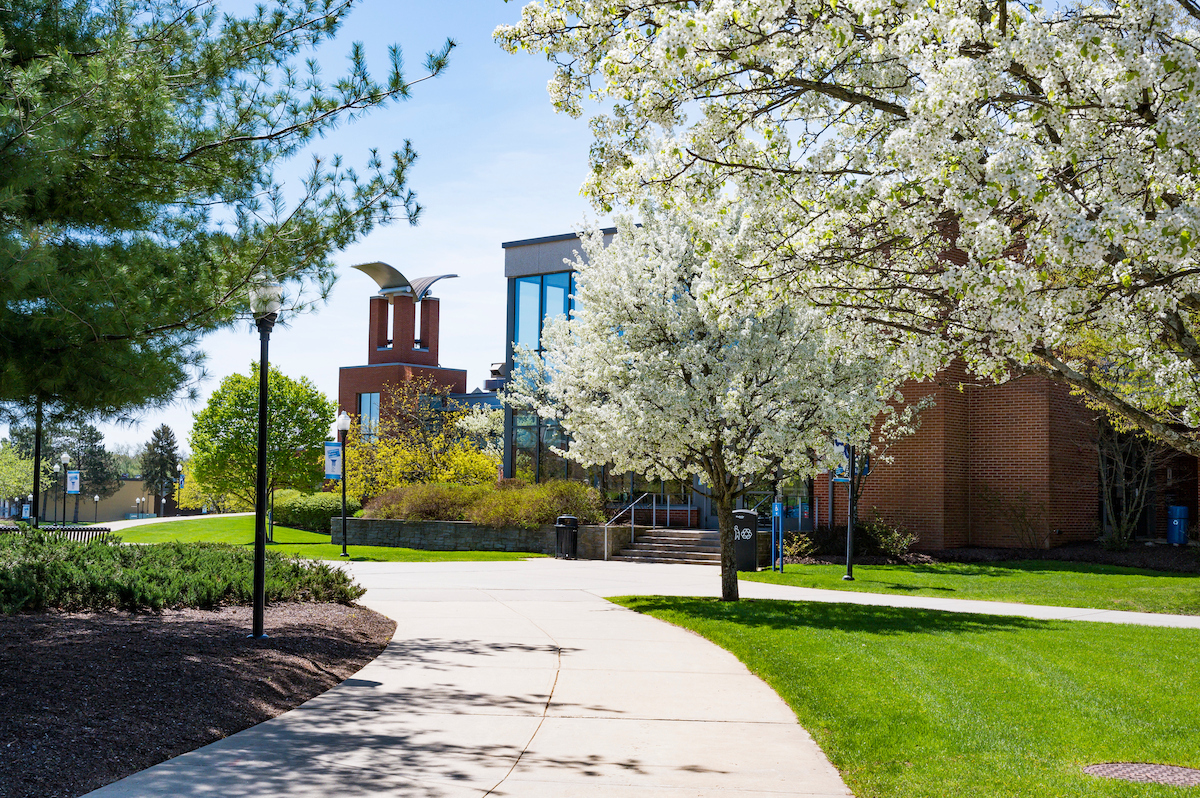 A sunny campus pathway curves past a blossoming tree, leading toward modern brick buildings and a distinctive bell tower.